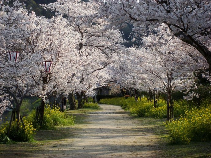 樱花树间的小路。日本岩国市。