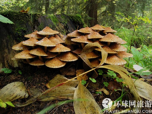 纯净的芬兰乡村美景