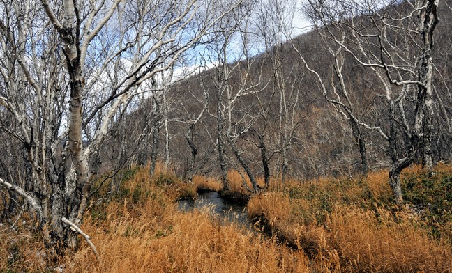 高山岳桦林地貌