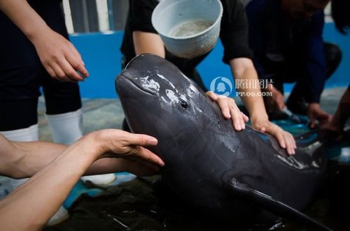 洞庭湖44天12头江豚死亡 专家称面临灭绝风险