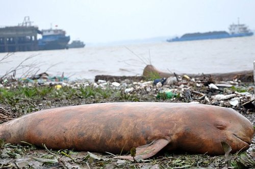 洞庭湖44天12头江豚死亡 专家称面临灭绝风险