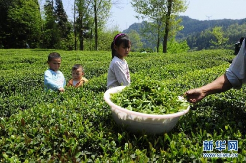 土家娃：采茶补贴在学校里的生活费